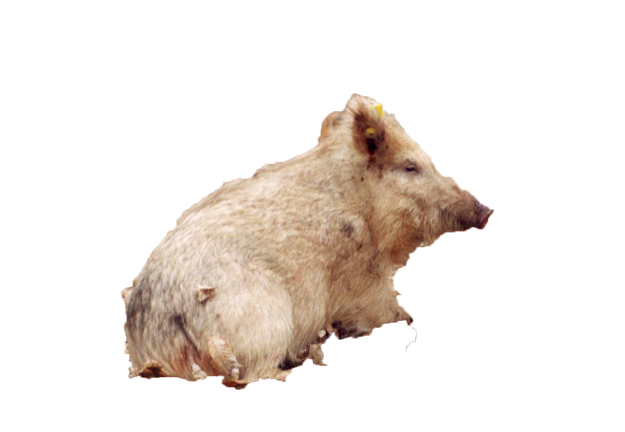 white boar.png