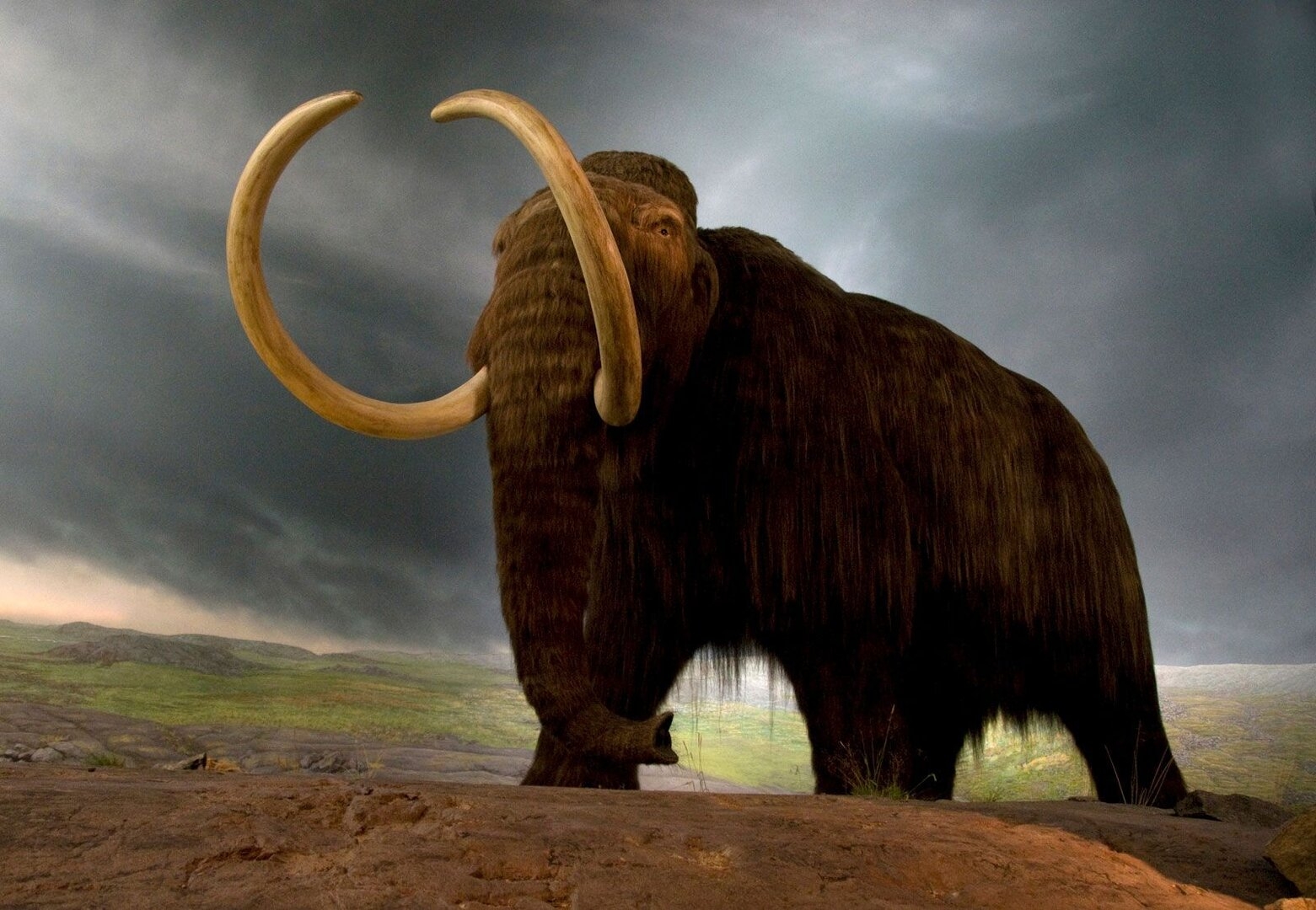 Wooly-mammoth-replica-species-Canadian-extinct.jpg