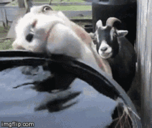 yes-thirsty.gif
