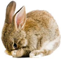 Easter-Rabbit-PNtghrtG-Pic.png