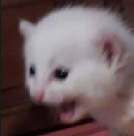 screaming rat somethink idk.jpg