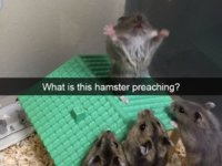 11736