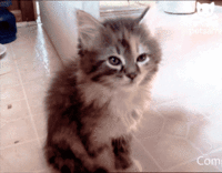 tired.gif