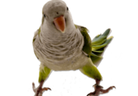 1554704454487.png