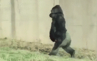 FC107AEC-3515-4773-8C2D-A923EE0C2B38.gif