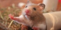 hamster-668x336.jpg