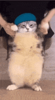 IMG_0625.gif