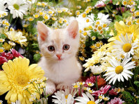 763565-cute-kitten-desktop-wallpaper-2400x1800-for-samsung.jpg