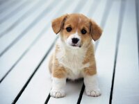 Dogs.jpg