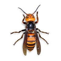 asian-giant-hornet-id.jpg