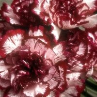 IMG_4085.jpeg