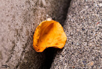 Simplicity (leaf).jpg