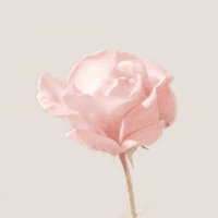 86E1A0FC-9498-49EC-AA55-48DC9210B033.gif