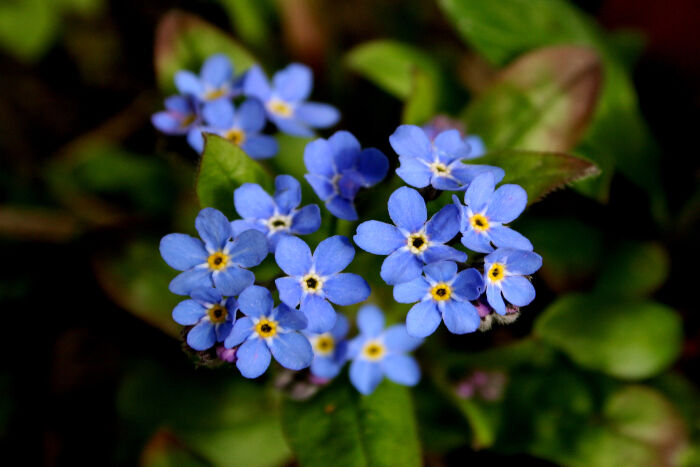 www.flowermeaning.com