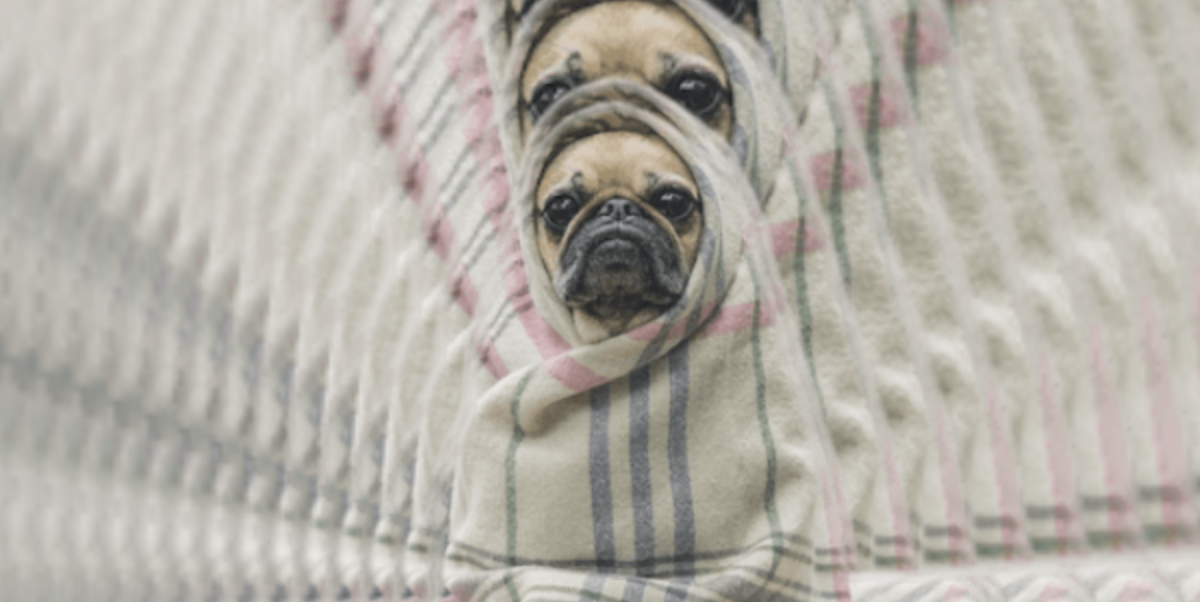 puginarug.com