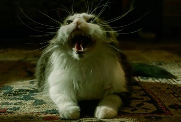 moviepaws.com