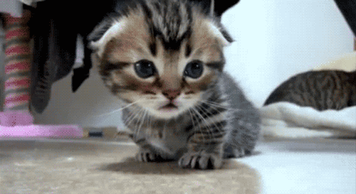 Image result for cute kittens gif