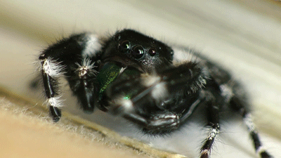 Image result for jumping spider gif