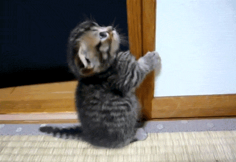 Image result for cute kittens gif